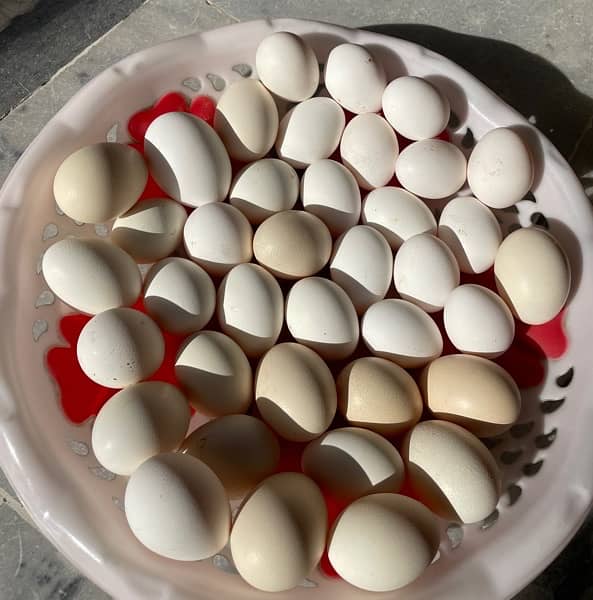 Silkie/Sebrights Fertile Eggs 1