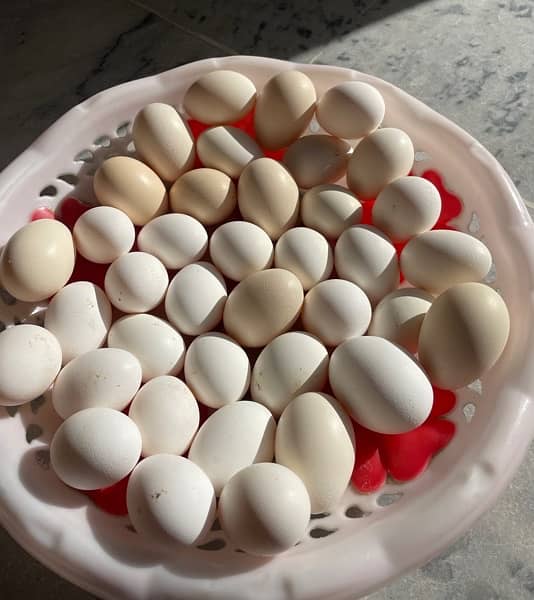Silkie/Sebrights Fertile Eggs 2