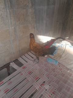 6 month hen for sale