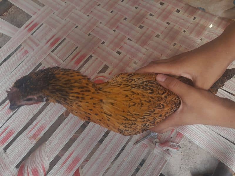 6 month hen for sale 1