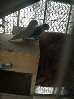 lovebird only fimale urgent sell geniue buyer