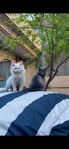 3 persian cats 0
