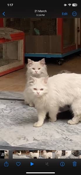 3 persian cats 1