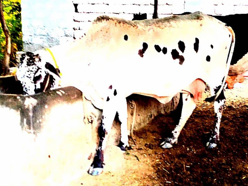 Cow for sale 1