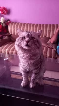 Persian cat male 0