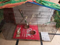 Colony Cage for sale 0
