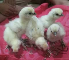 silkie sebright chicks 0
