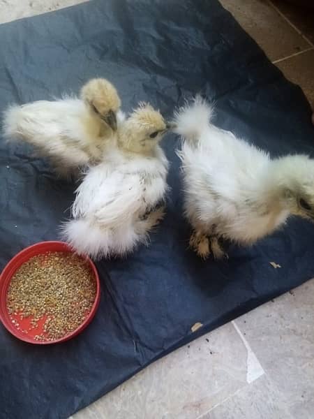 silkie sebright chicks 1