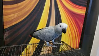 african grey | gray parrot | gry | hand tamed | congo African grey 0