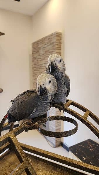 african grey | gray parrot | gry | hand tamed | congo African grey 1