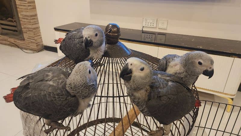 african grey | gray parrot | gry | hand tamed | congo African grey 11