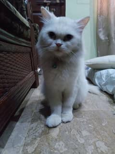 double coated Persian cat for sell 0