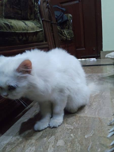 double coated Persian cat for sell 1