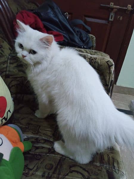 double coated Persian cat for sell 2