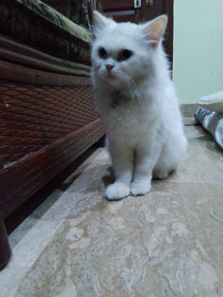 double coated Persian cat for sell 3