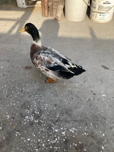 Pair of healthy ducks egg laying 0