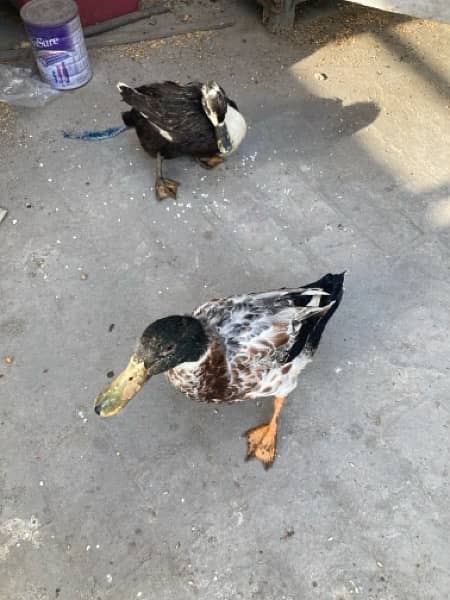 Pair of healthy ducks egg laying 1