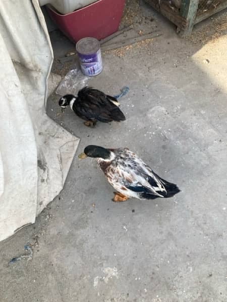 Pair of healthy ducks egg laying 3