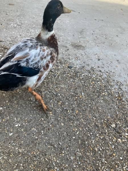 Pair of healthy ducks egg laying 5