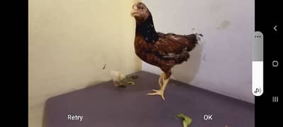 Mianwali Aseel Healthy Hen & Cute Chick for Sale