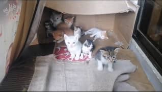 Free Kittens Available at G 15+923435206802