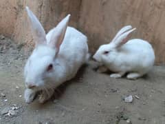 Rabbits 5 month child price 2000