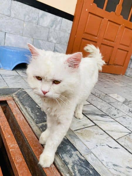 Persian white cat 1