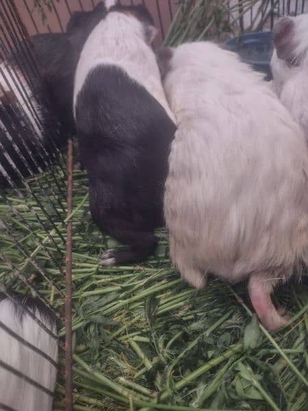 Guinea pig breeder pairs and foozy loops pair 3