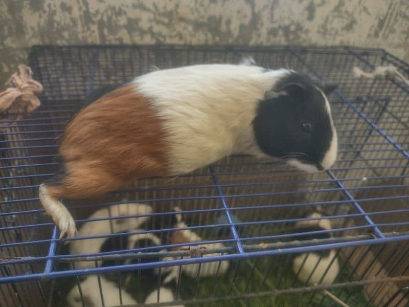 Guinea pig breeder pairs and foozy loops pair 10