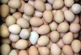 fowl guinea eggs تیتری کے انڈے 0