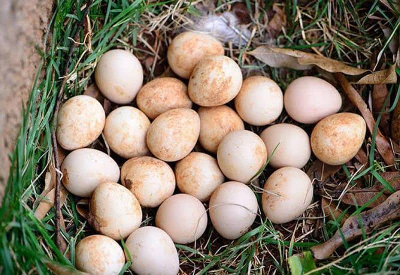 fowl guinea eggs تیتری کے انڈے 1