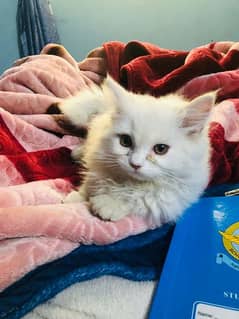 persian male cat 4 months old 0