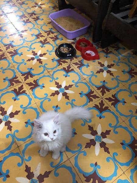 persian male cat 4 months old 1