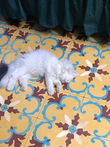persian male cat 4 months old 2
