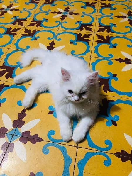 persian male cat 4 months old 3