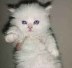 40 days old persian kitten for sale
