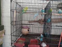 parrots with pinjra and food essessries