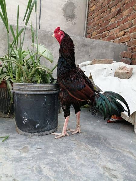 High quality Aseel chicks available for sale phone number 03414271509 3