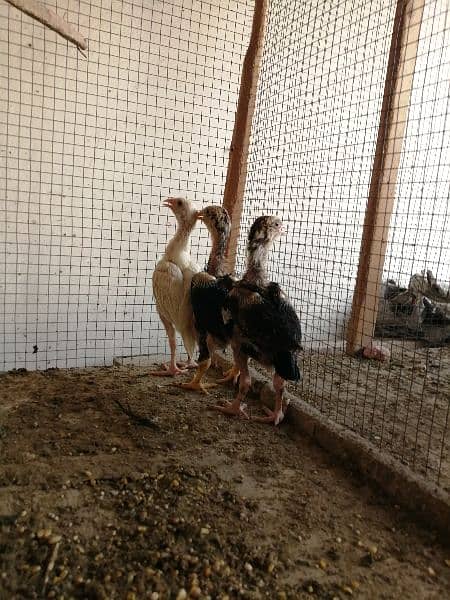 High quality Aseel chicks available for sale phone number 03414271509 4