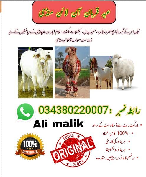 Fatajangi Bull for Sell for Qurbani whatsapp 03438022007 1