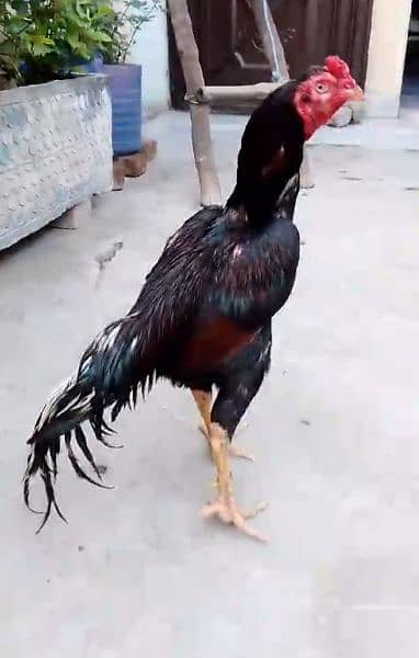 Aseel | Hens For Sale 2