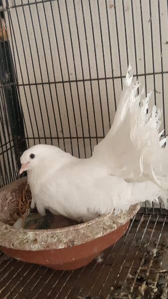 frill back,English,Indian breeders pair 3