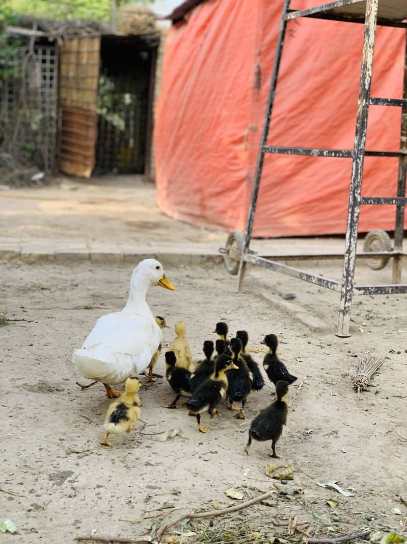 Duck Chicks ( fancy chciks, fancy hens, heavy buff 2