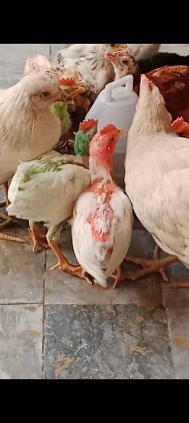 2 Month k chicks hn for sale 2