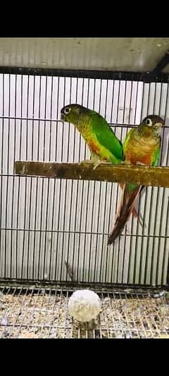 conure yellow sided breeder pair