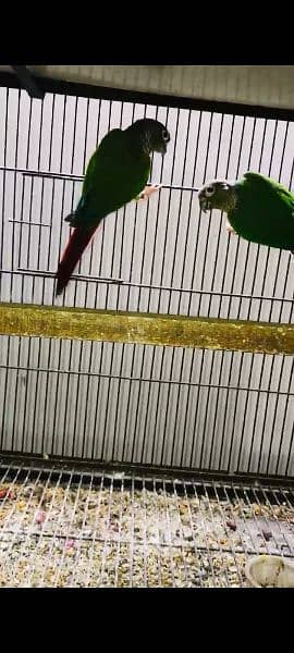 conure yellow sided breeder pair 1