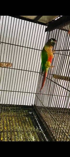 conure yellow sided breeder pair 2