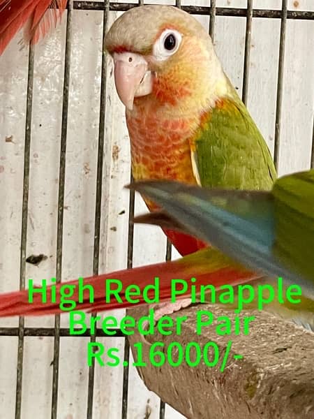 Suncheek / Moon Cheek / Pearly Conure for sale / Parrot for Sale 3