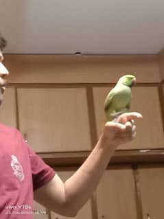 Parrot Pair Ringneck