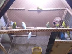 Budgies Parrots for sale With Cage (پنجرہ ).  10Pice . 0